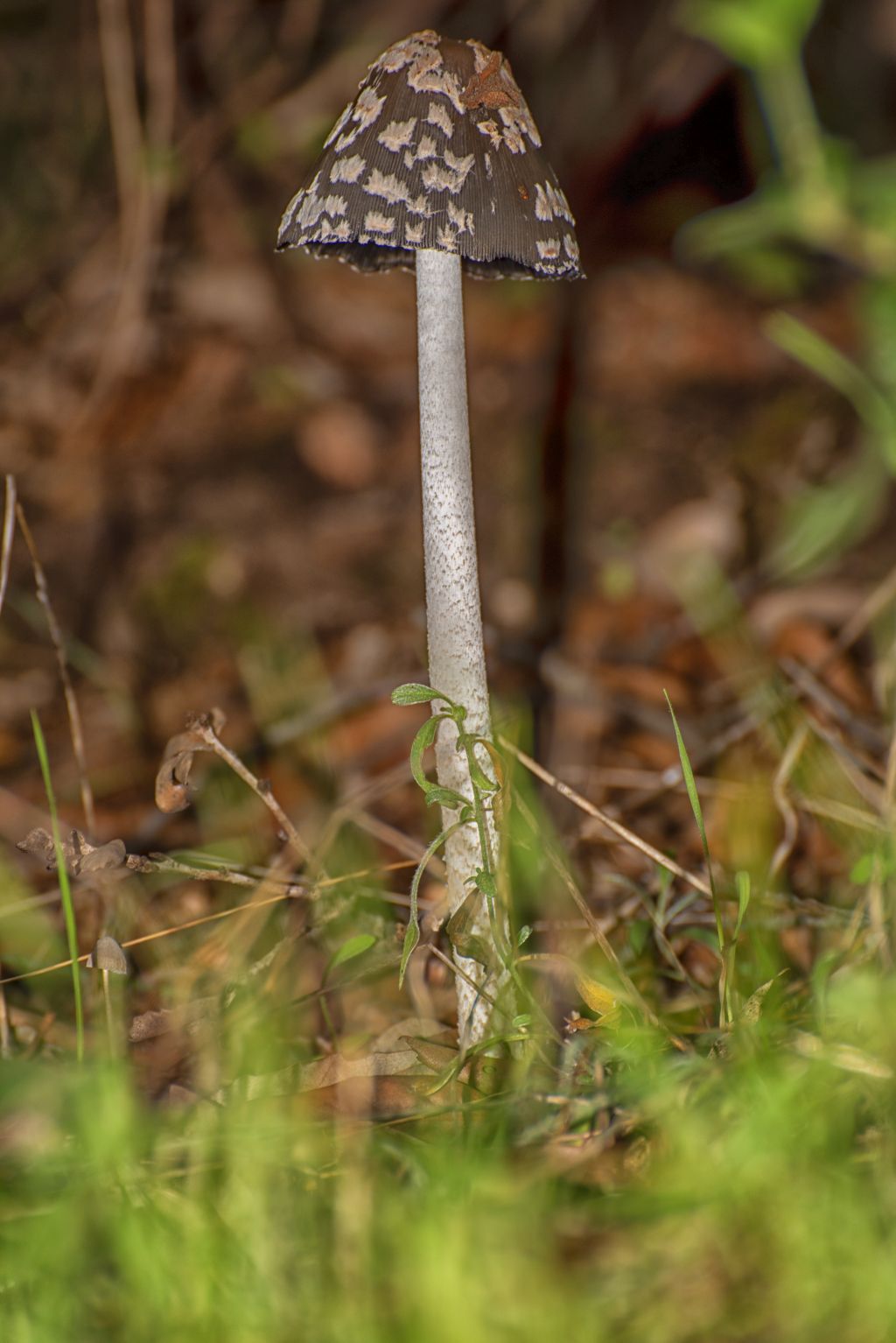 Coprinopsis picacea: la gazza tra i funghi dellinchiostro